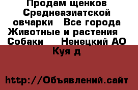 Продам щенков Среднеазиатской овчарки - Все города Животные и растения » Собаки   . Ненецкий АО,Куя д.